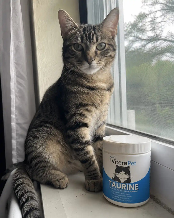 Customer's cat