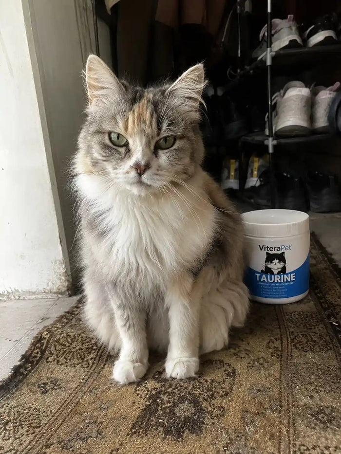 Customer's cat