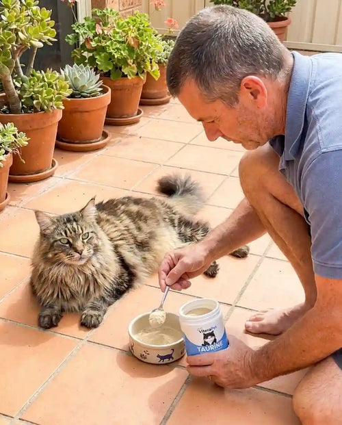 Happy cat