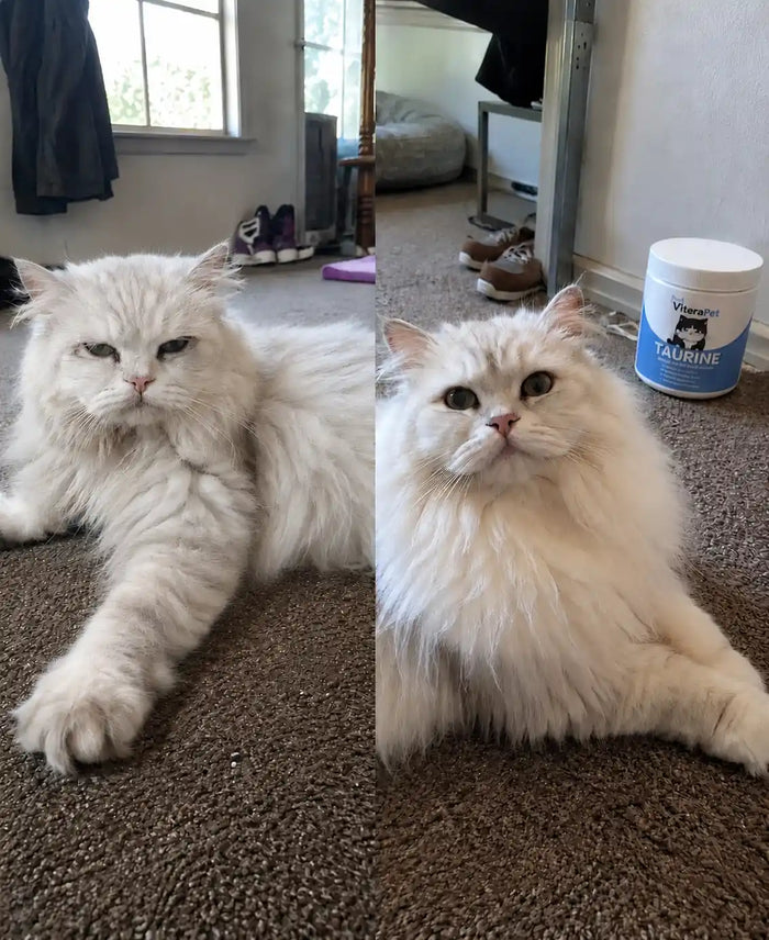 Customer's cat