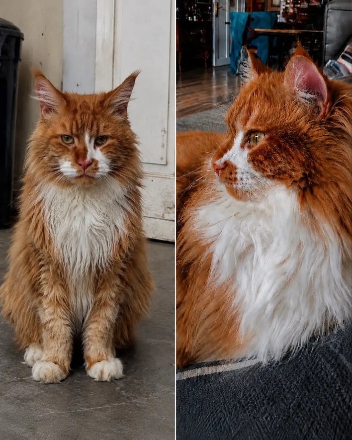 Customer's cat